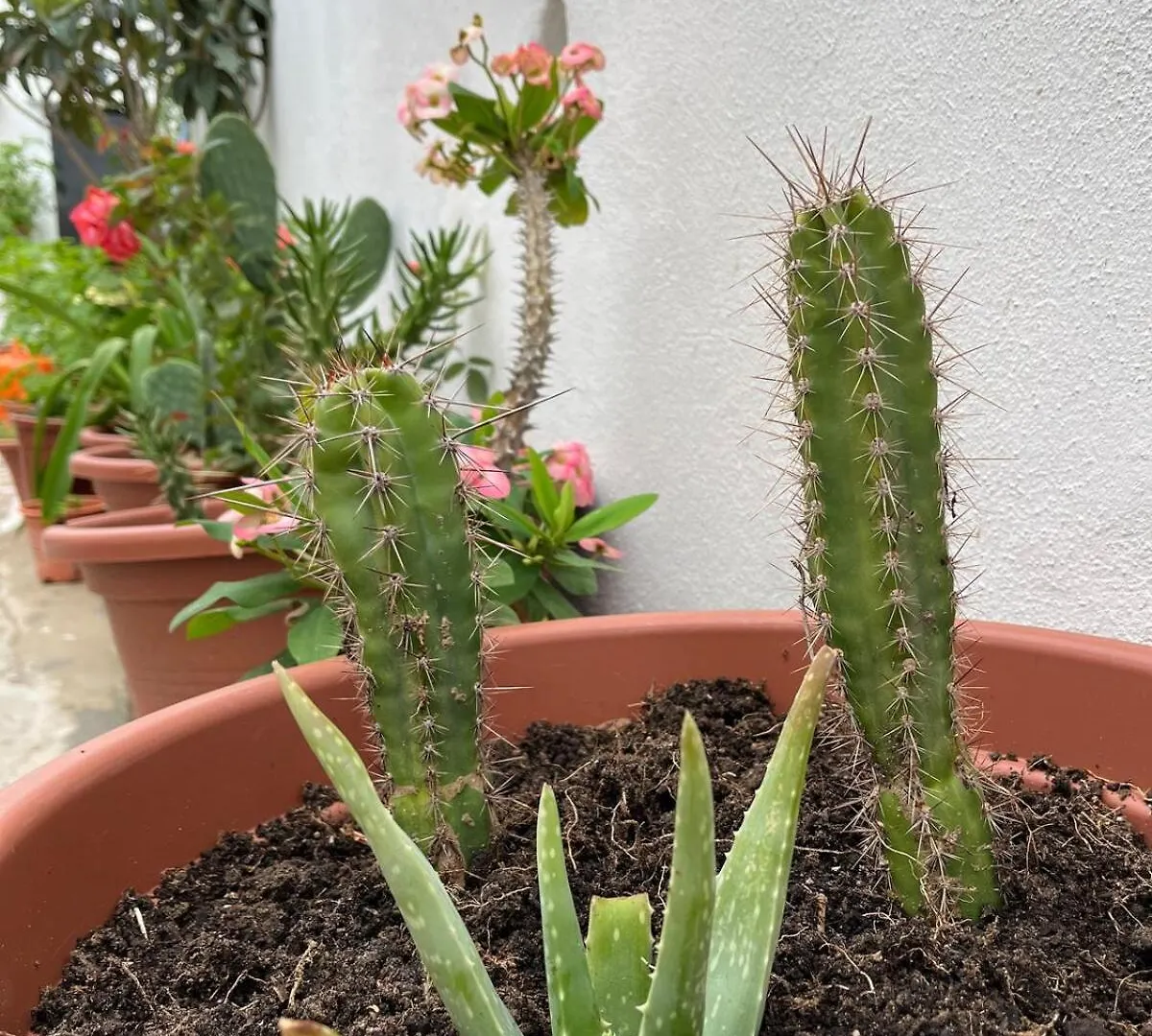 Casa Ferroli Lejlighed Vejer de la Frontera